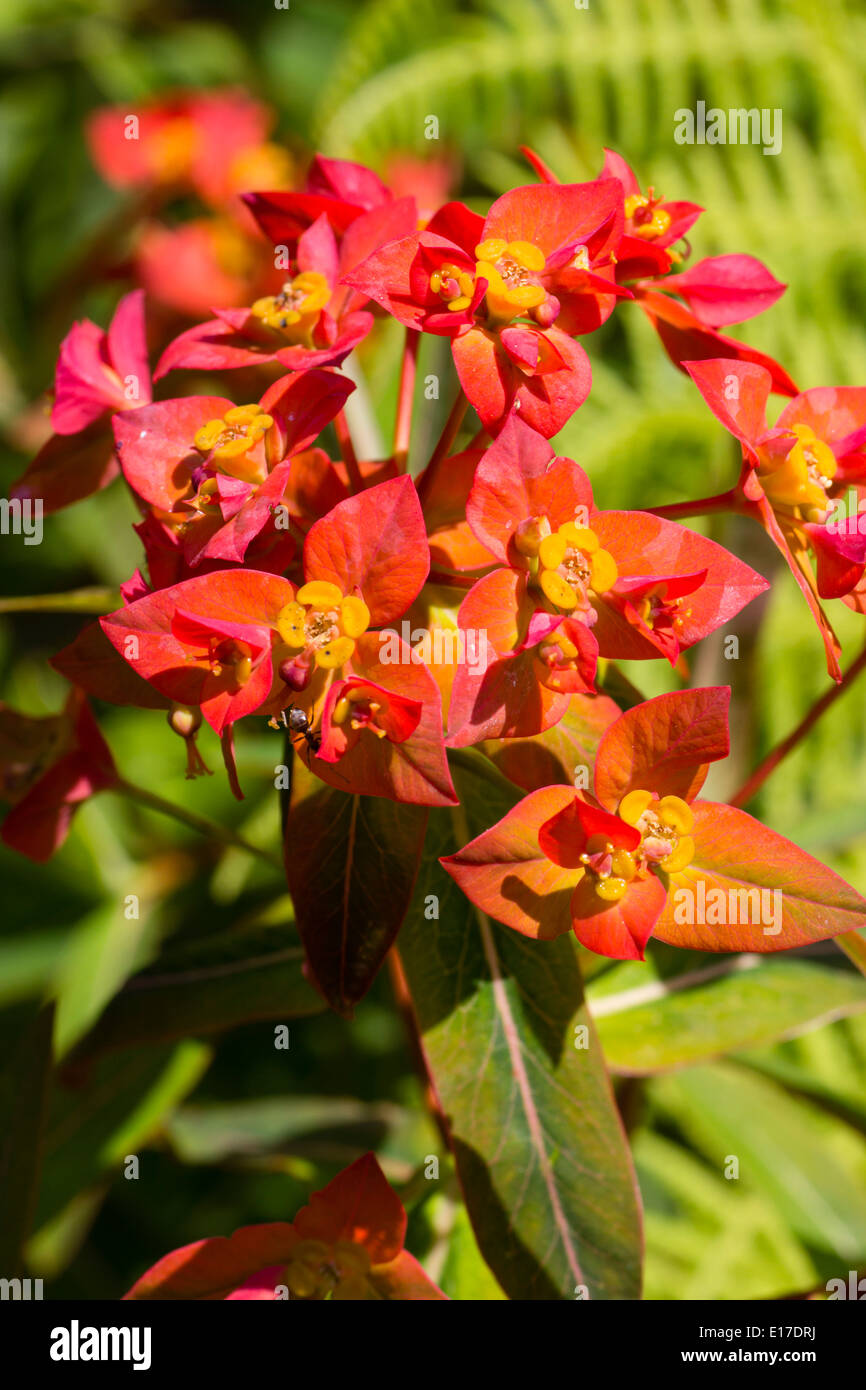 Bright red bracts and yellow flowers of the spurge, Euphorbia griffithii 'Fireglow' Stock Photo