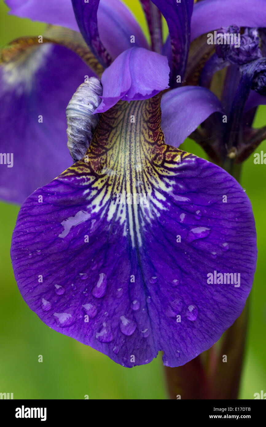 Close up of fall and throat of Iris sibirica 'Perry's Blue' with raindrops Stock Photo
