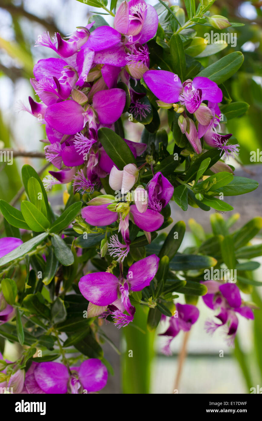 Flowers of the frost tender sweet pea bush, Polygala myrtifolia Stock Photo