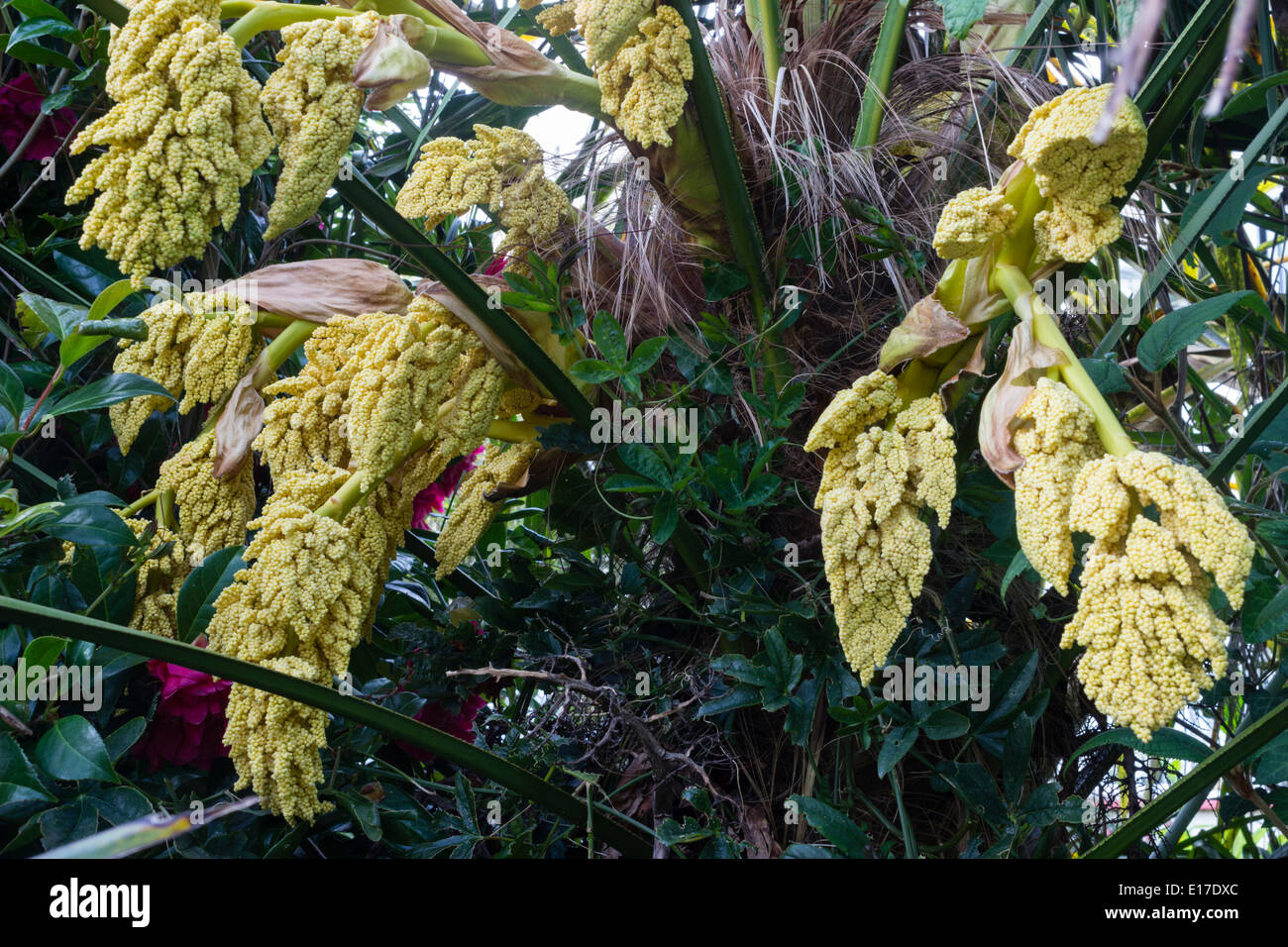 Flower scapes of the hardy Chusan palm, Trachycarpus fortunei Stock Photo