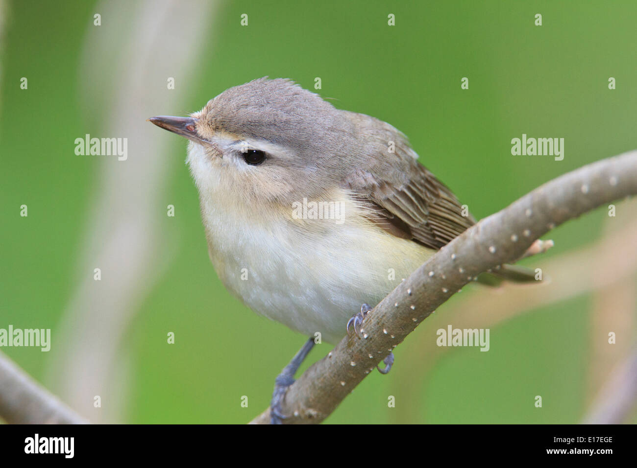 Warbling vireo (Vireo gilvus) in a tree branch. Stock Photo