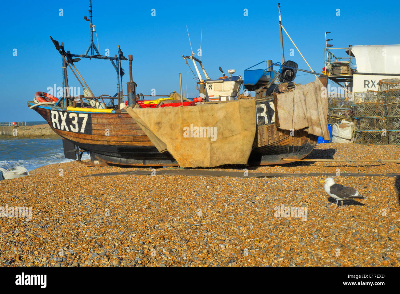 Traditional Hastings fishing boat and black backed gull (larus marinus) on the Stade fishermen's beach East Sussex England UK Stock Photo