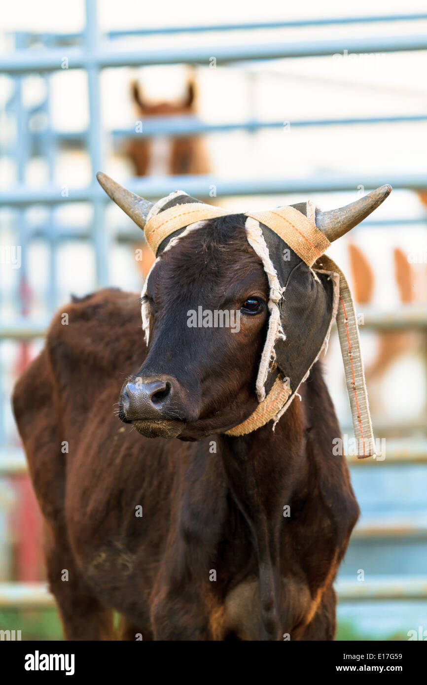 Team roping hires stock photography and images Alamy