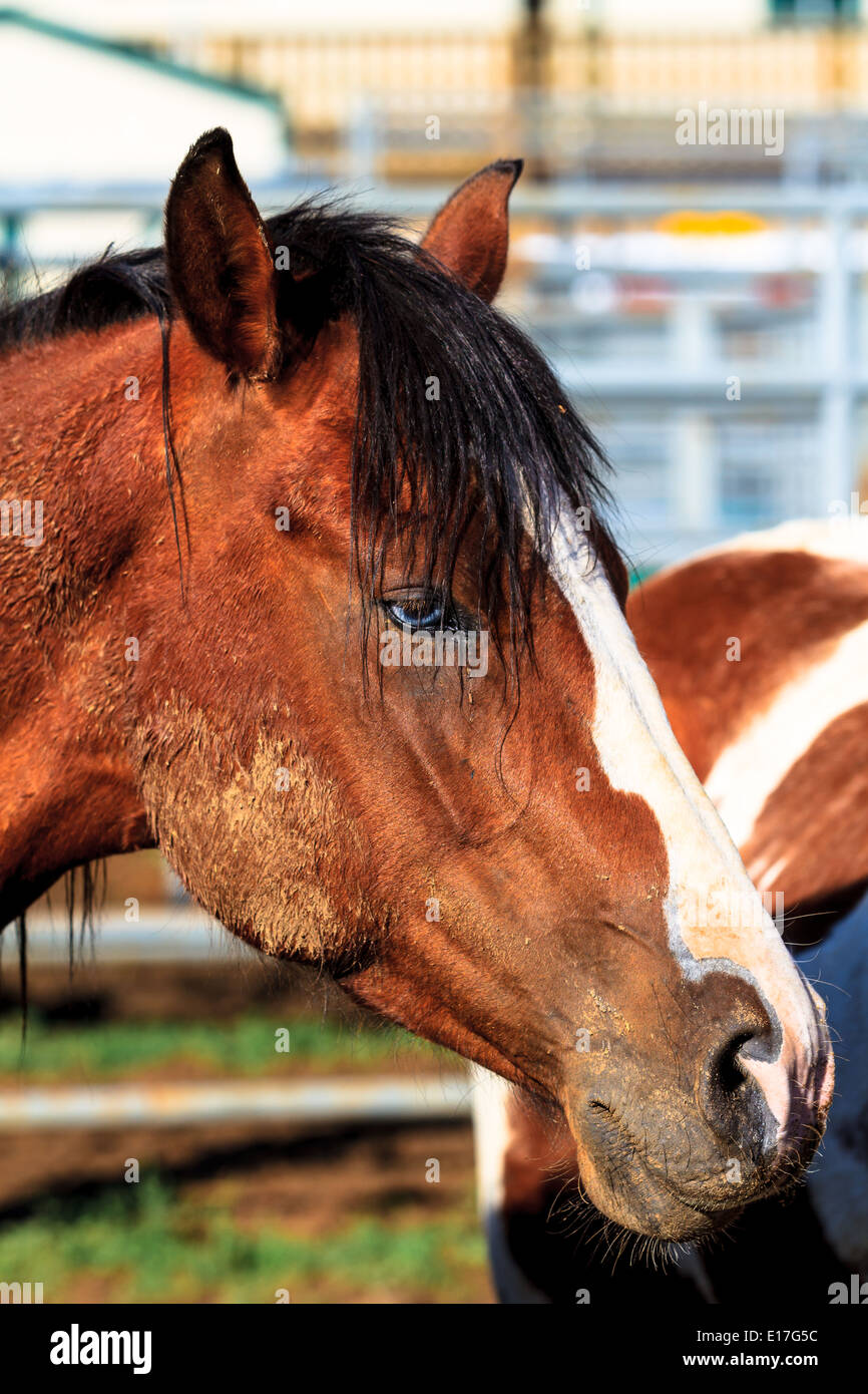 A horse with blue eyes awaits a rodeo event in a pen at the 29th Annual Colorado Gay Rodeo. Stock Photo