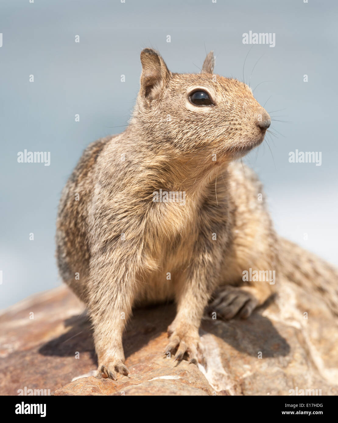 Squirrel. California ground squirrel Otospermophilus Beecheyi sitting alert on rock San Simeon State Park Californian Coast USA Stock Photo