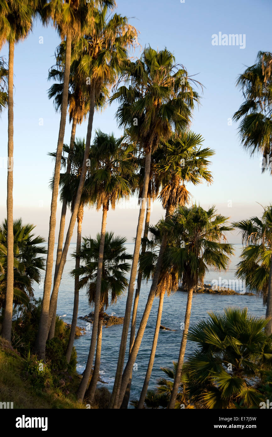 Palm trees in coastal cliffs at Laguna Beach, California Stock Photo