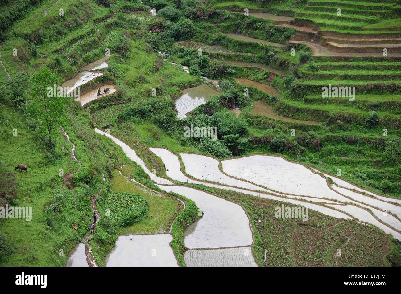 Chongqing. 25th May, 2014. Photo taken on May 25, 2014 shows terraced fields in Pengshui County, southwest China's Chongqing. Farmers here are busy with summer planting. © Li Jian/Xinhua/Alamy Live News Stock Photo