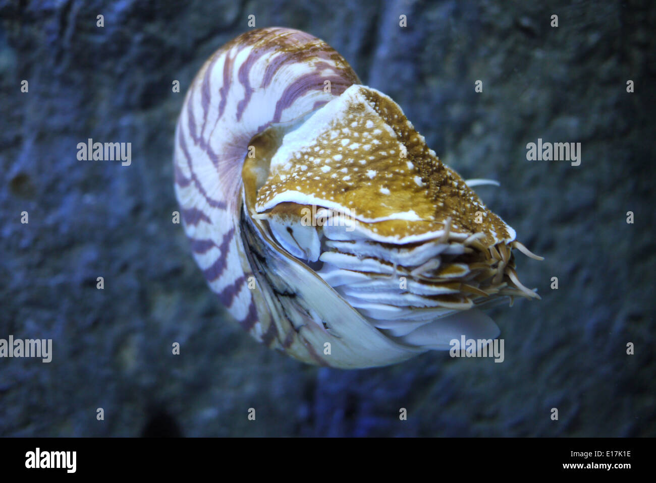 Shellfish in the ocean Stock Photo Alamy