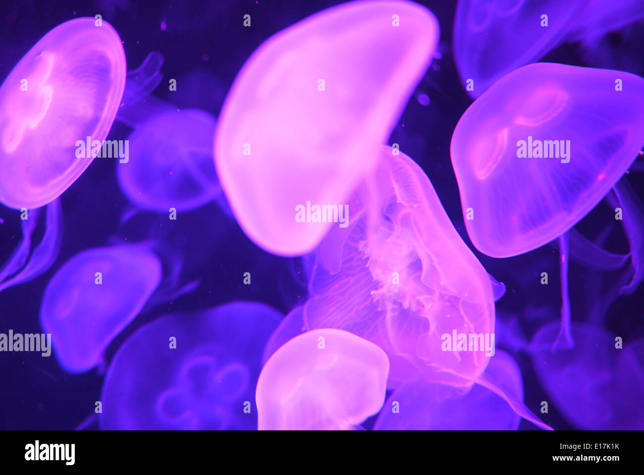 Group of jellyfish swimming in the sea aquarium Stock Photo