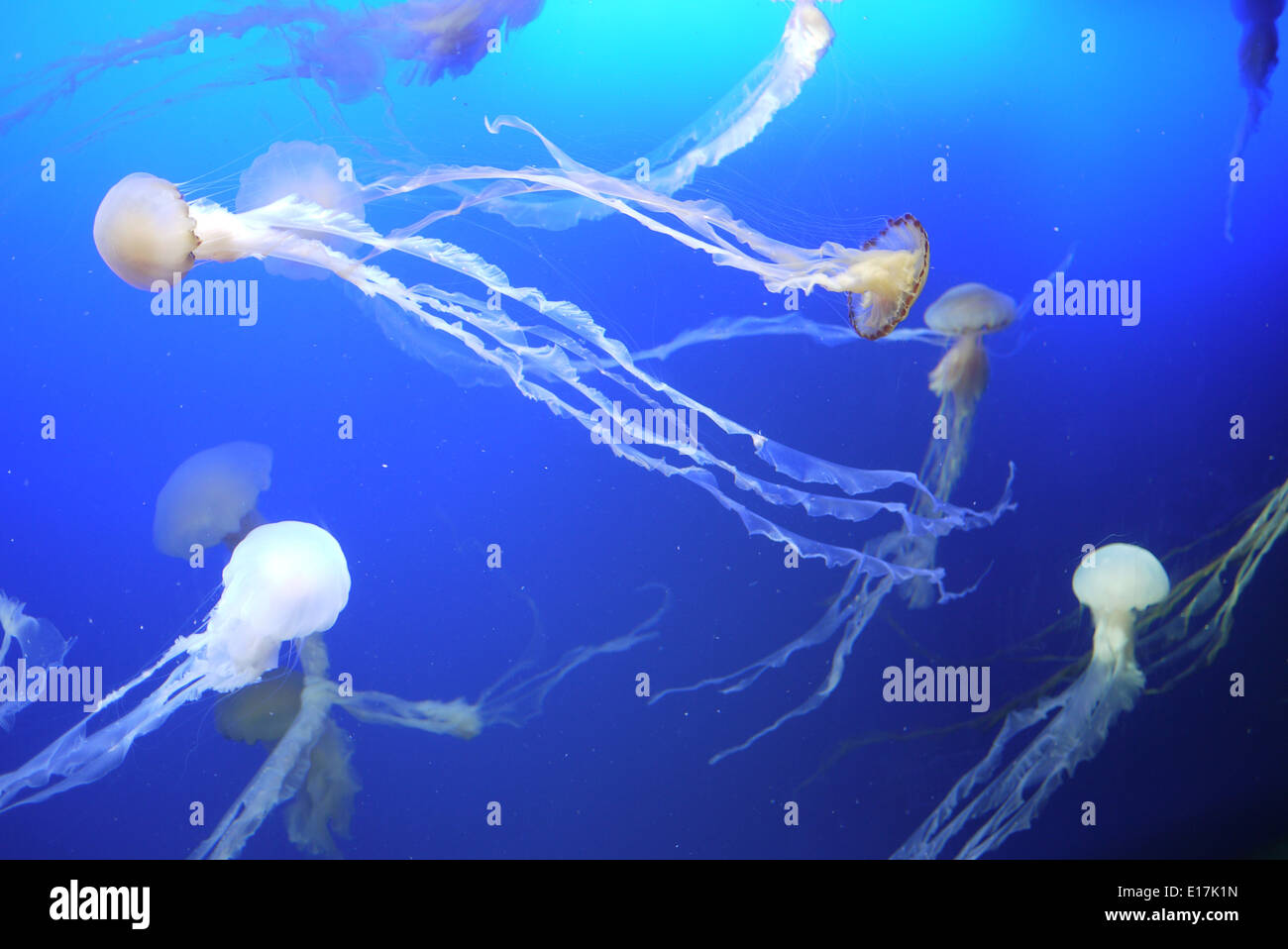 Group of jellyfish swimming in the sea aquarium Stock Photo