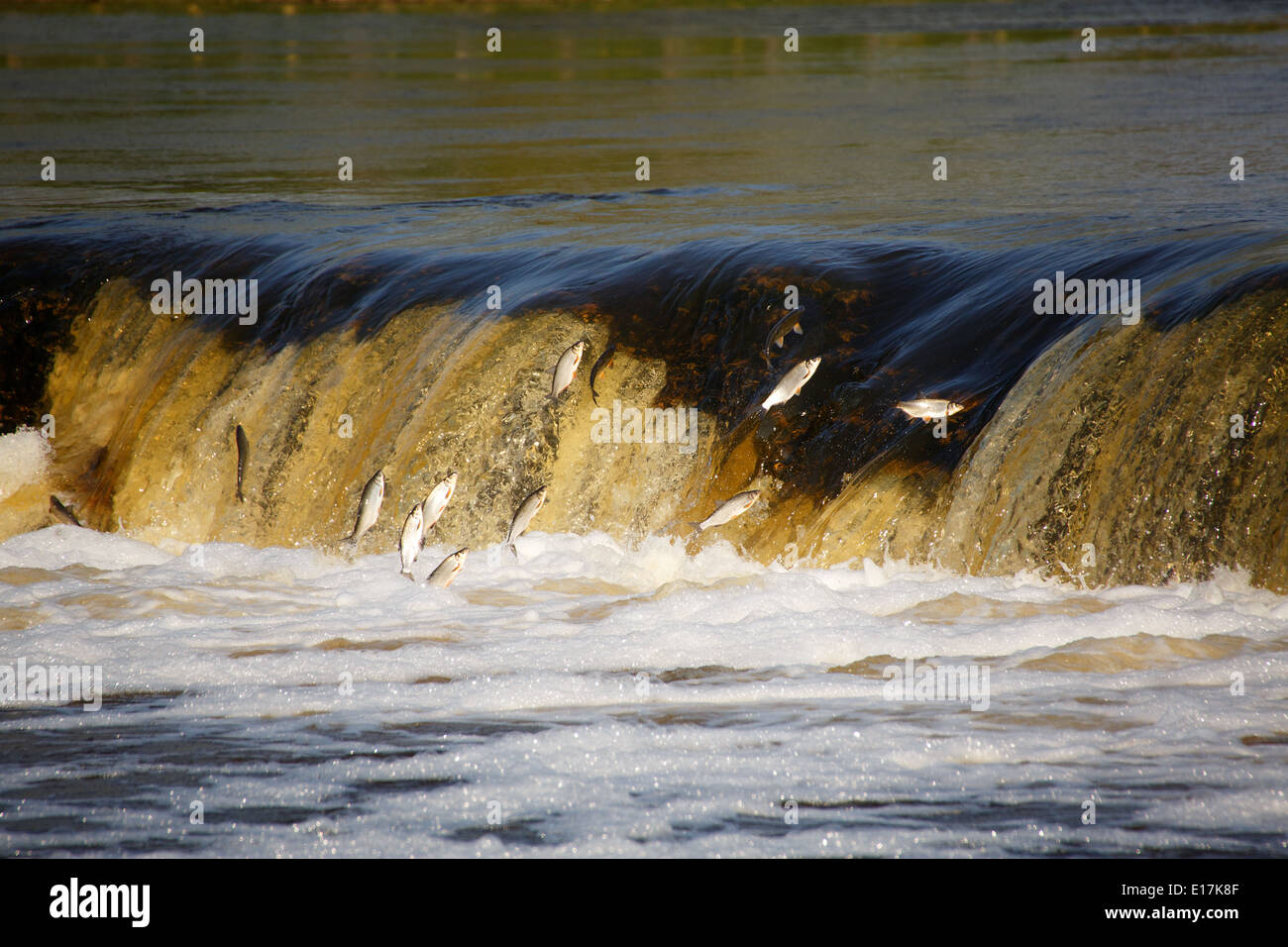 Fish jumping up in waterfall and going upstream for spawning Stock Photo