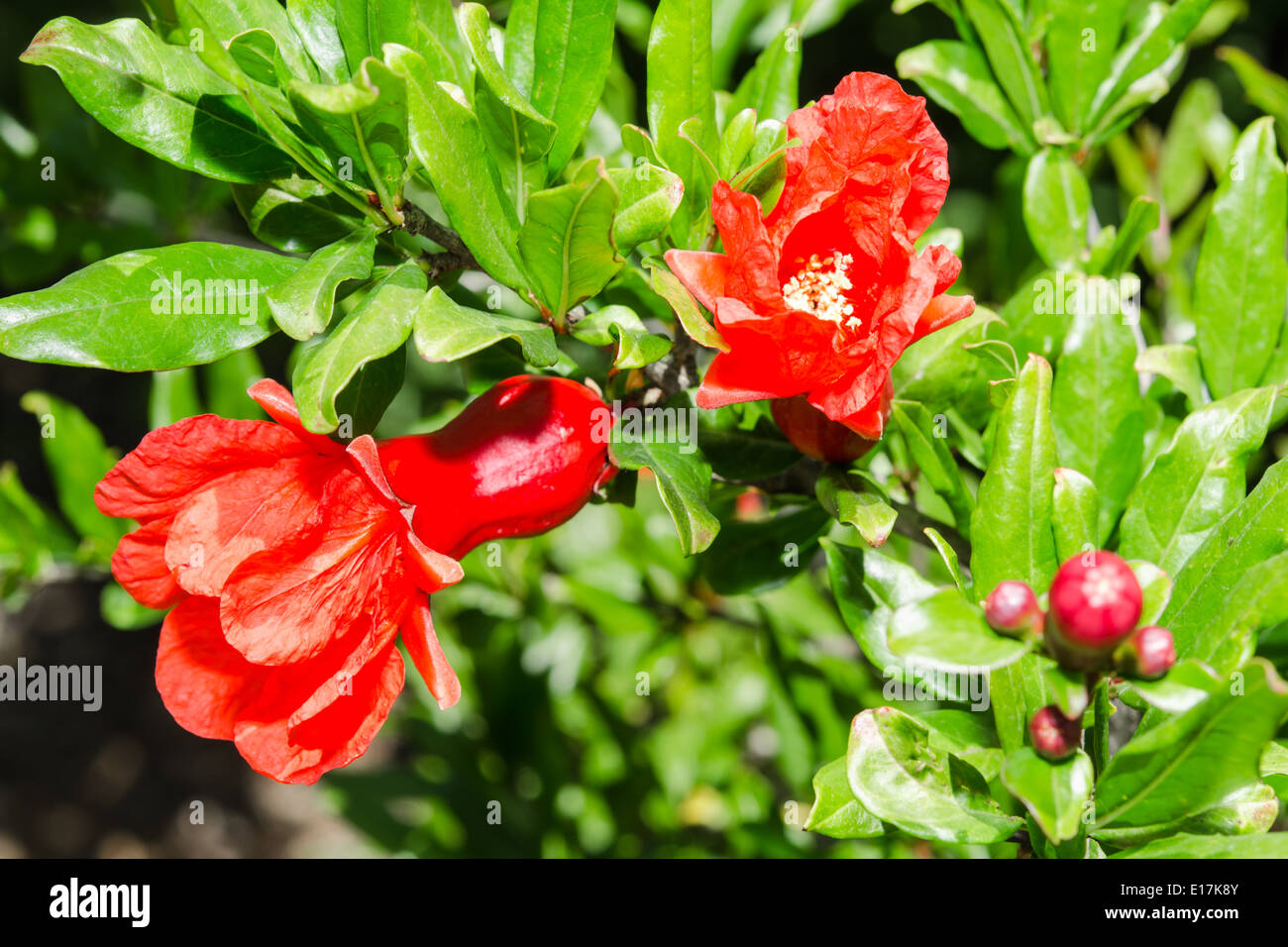 Vivid red spring pomegranate blossom with fruit ovary Stock Photo