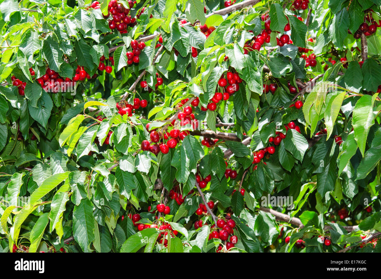 Many red sweet ripe cherry berries in leafage on tree branches Stock Photo