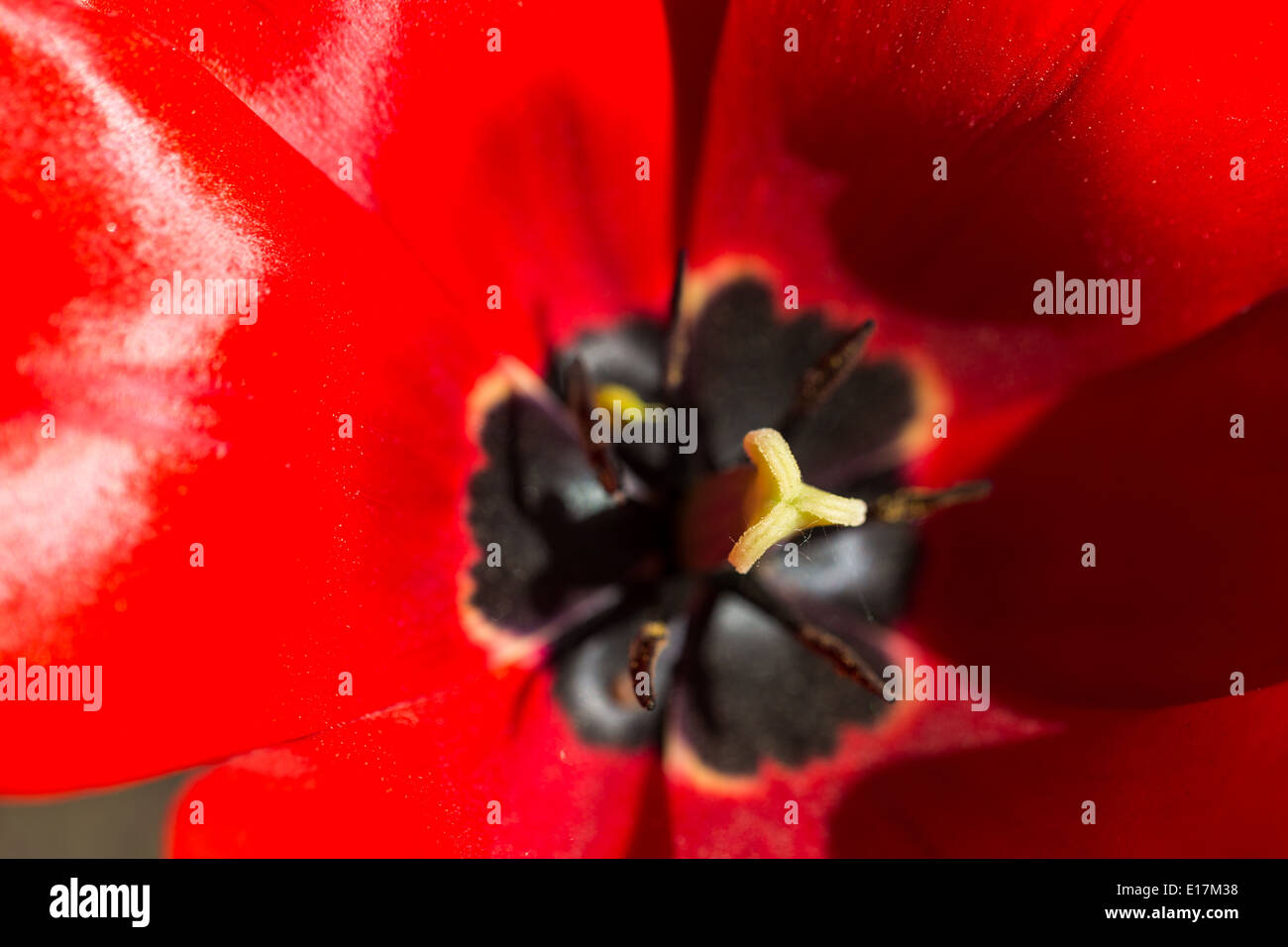 bright blooming colorful flowers tulips in garden Stock Photo - Alamy