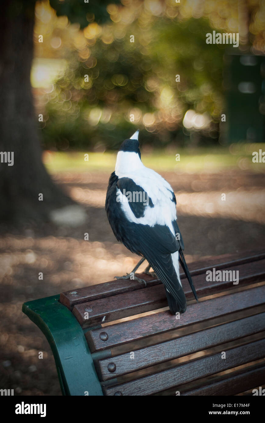 Magpie Bird Sitting On Park Bench Stock Photo 69625599 Alamy