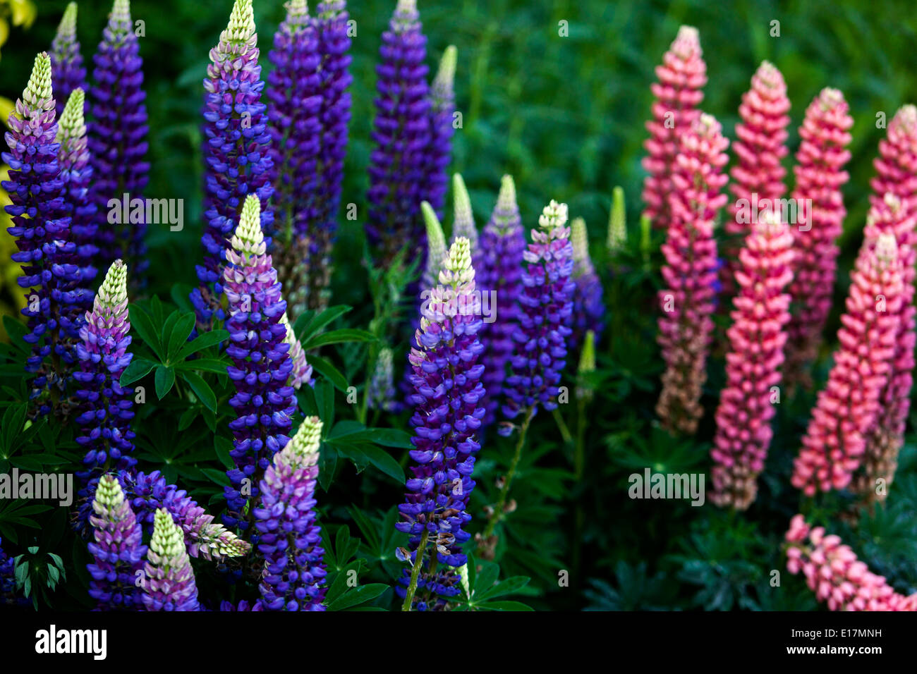 Lupinus polyphyllus, Lupine Lupines, Lupins Stock Photo