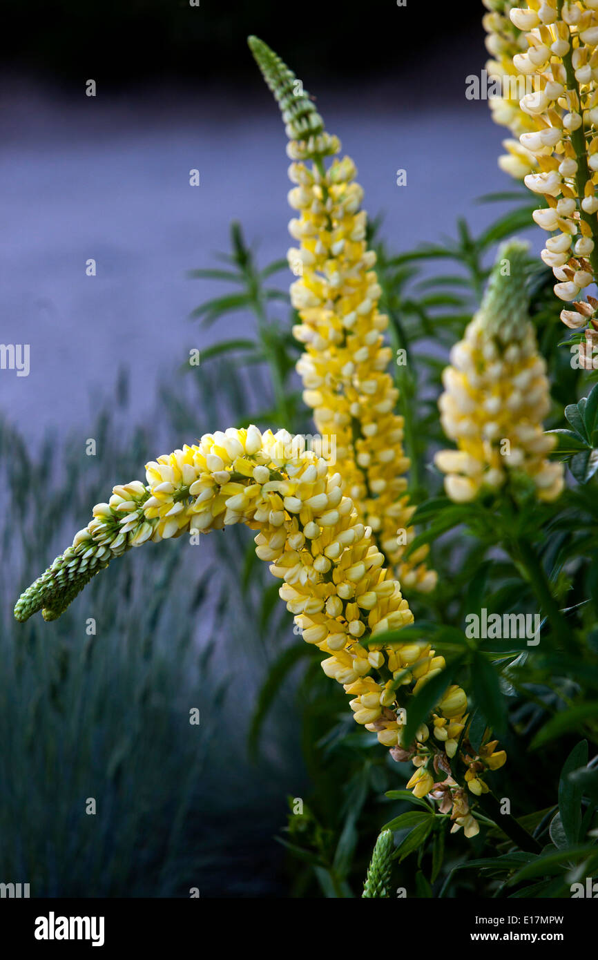 Garden lupine, Lupinus polyphyllus Lupines, Lupins Stock Photo