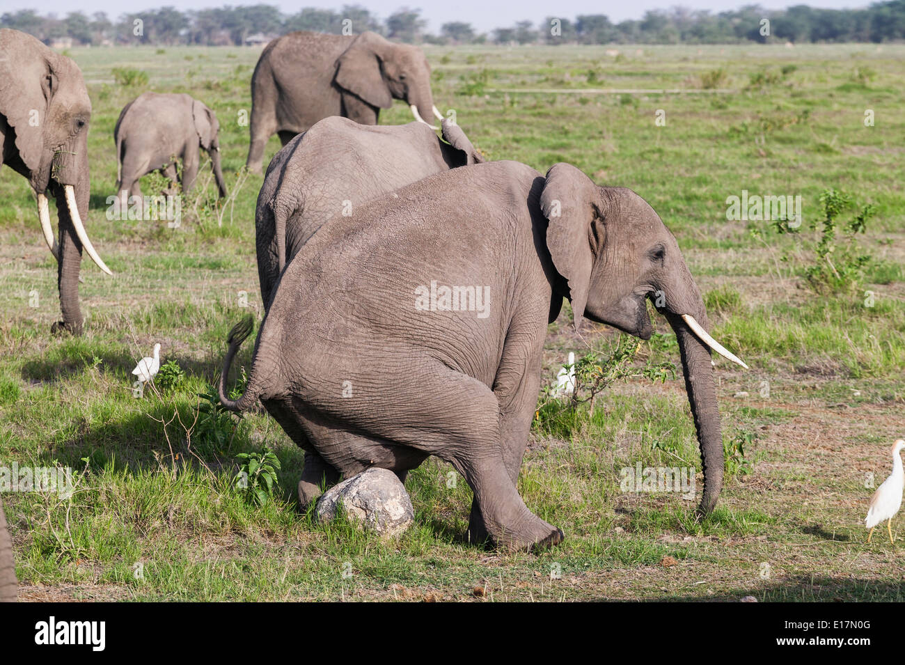 African elephant (Loxodonta africana) having a scratch.Amboseli National Park.Kenya Stock Photo