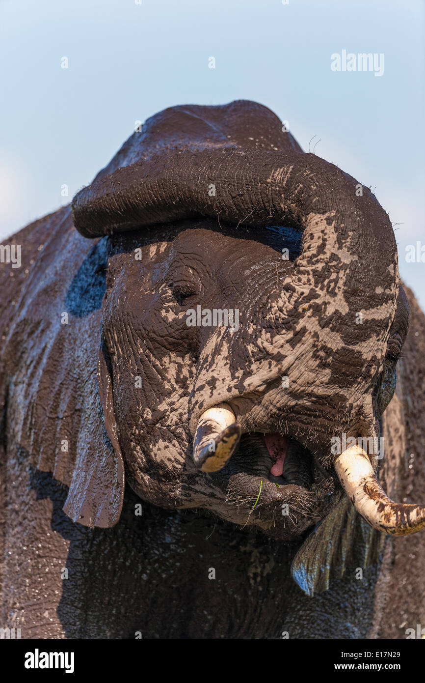 African elephant (Loxodonta africana) young elephant covered in mud.Amboseli National Park.Kenya Stock Photo