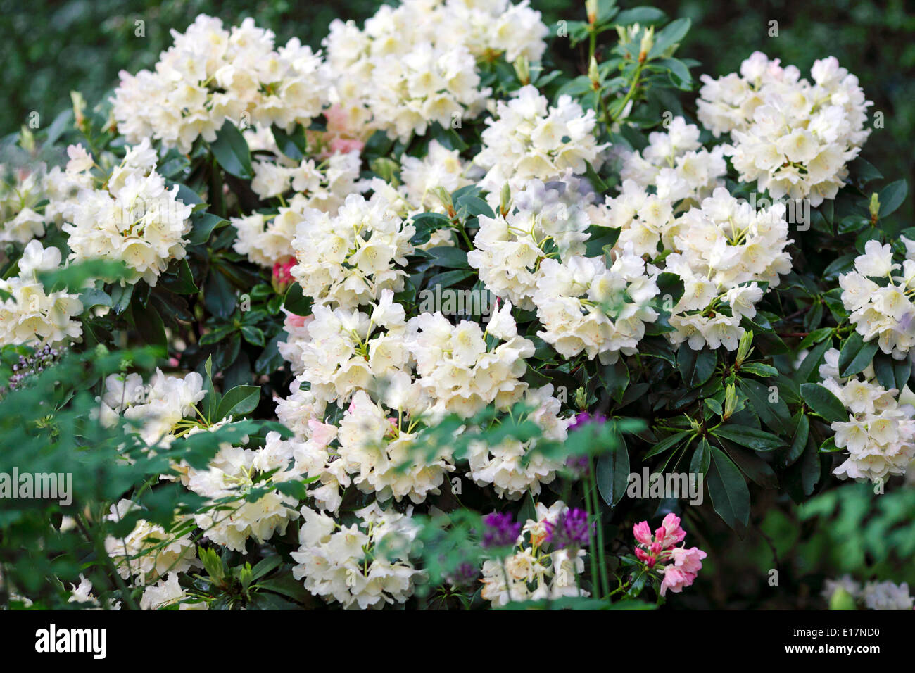 Spring display of creamy white Rhododendron blooms bathed in natural sunlight seen here in an English country garden. Stock Photo