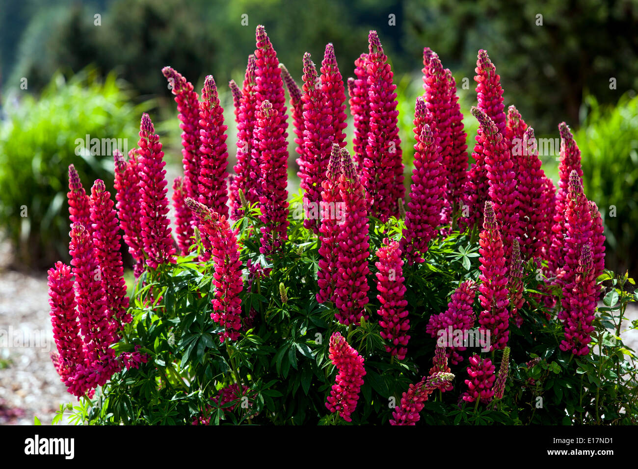 Lupinus 'Red Rum' Garden lupine Stock Photo