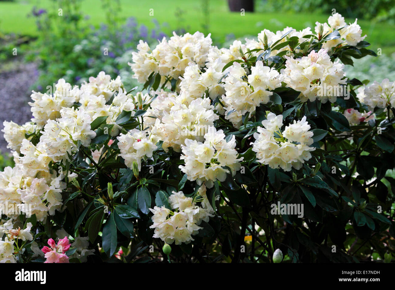 Spring display of creamy white Rhododendron blooms bathed in natural sunlight seen here in an English country garden. Stock Photo