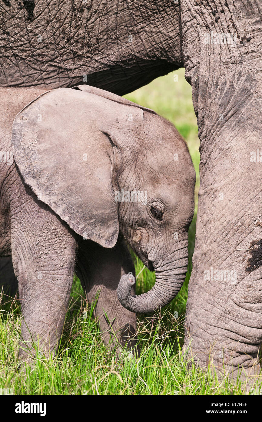 African elephant (Loxodonta africana)young calf and mother. Amboseli National Park.Kenya Stock Photo