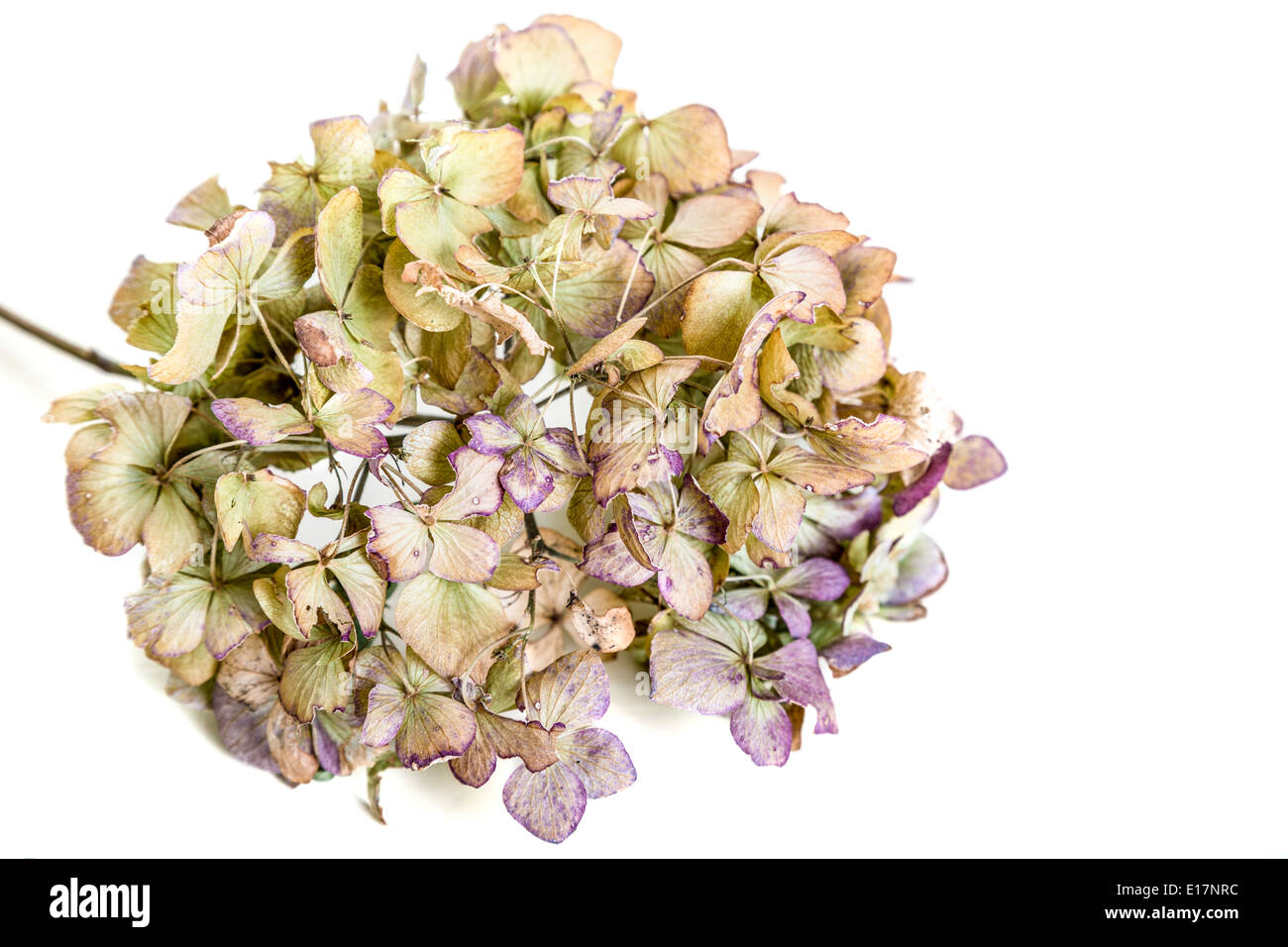 Petal of dry hydrangea flower Cut Out Stock Images & Pictures Alamy