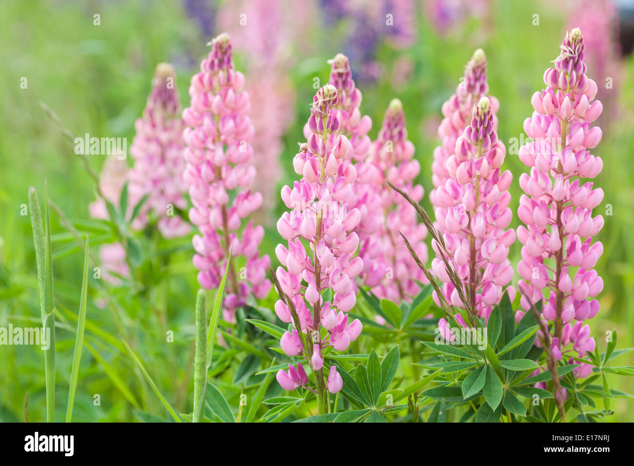 Lupins growing wild and flowering along the roadsides and streams or rural Prince Edward Island, Canada. Stock Photo