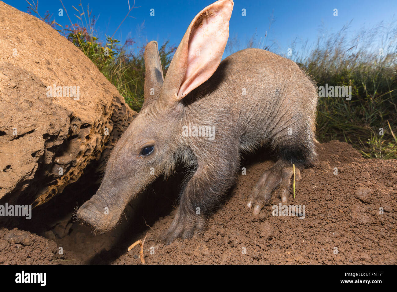 Young Aardvark(Orycteropus afer)looking for ants and termites.Namibia Stock Photo