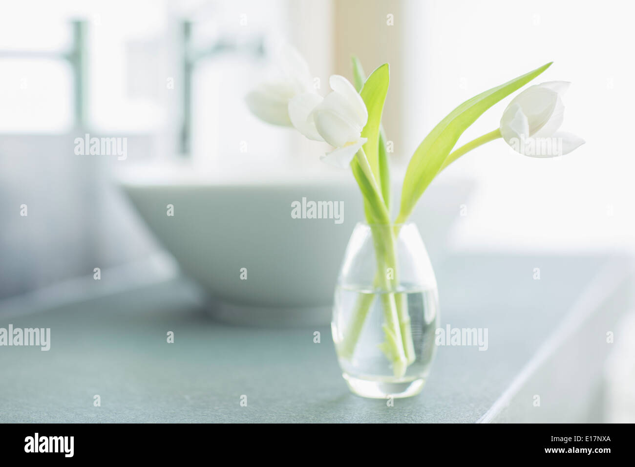 White tulips in bud vase in bathroom Stock Photo