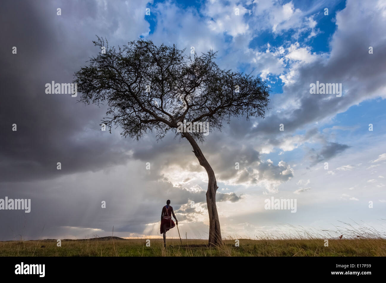 Maasai warrior standing under acacia tree with storm clouds above.Masai Mara National Reserve.Kenya Stock Photo