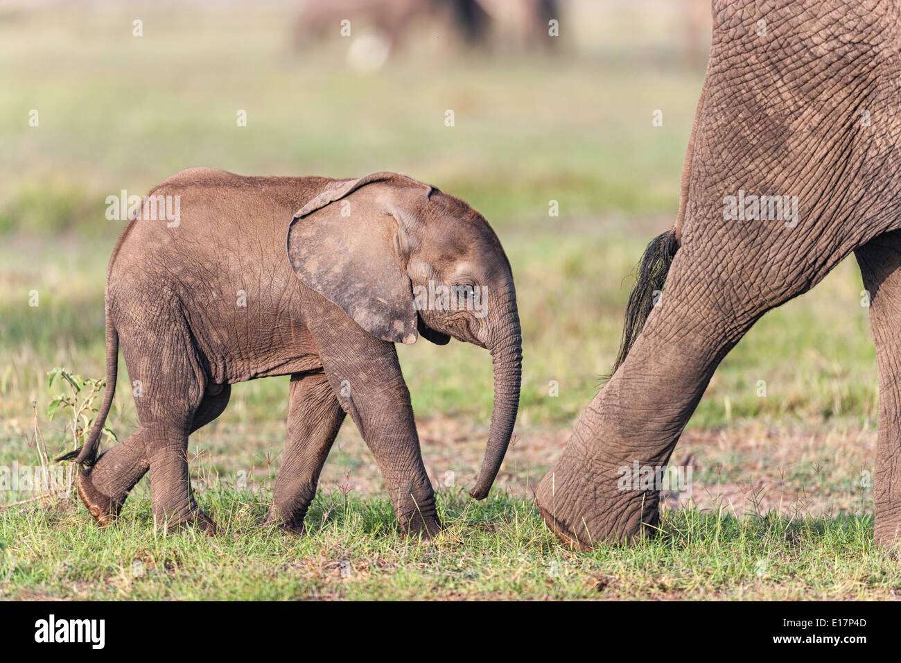 African elephant (Loxodonta africana)young calf and mother. Amboseli National Park.Kenya Stock Photo