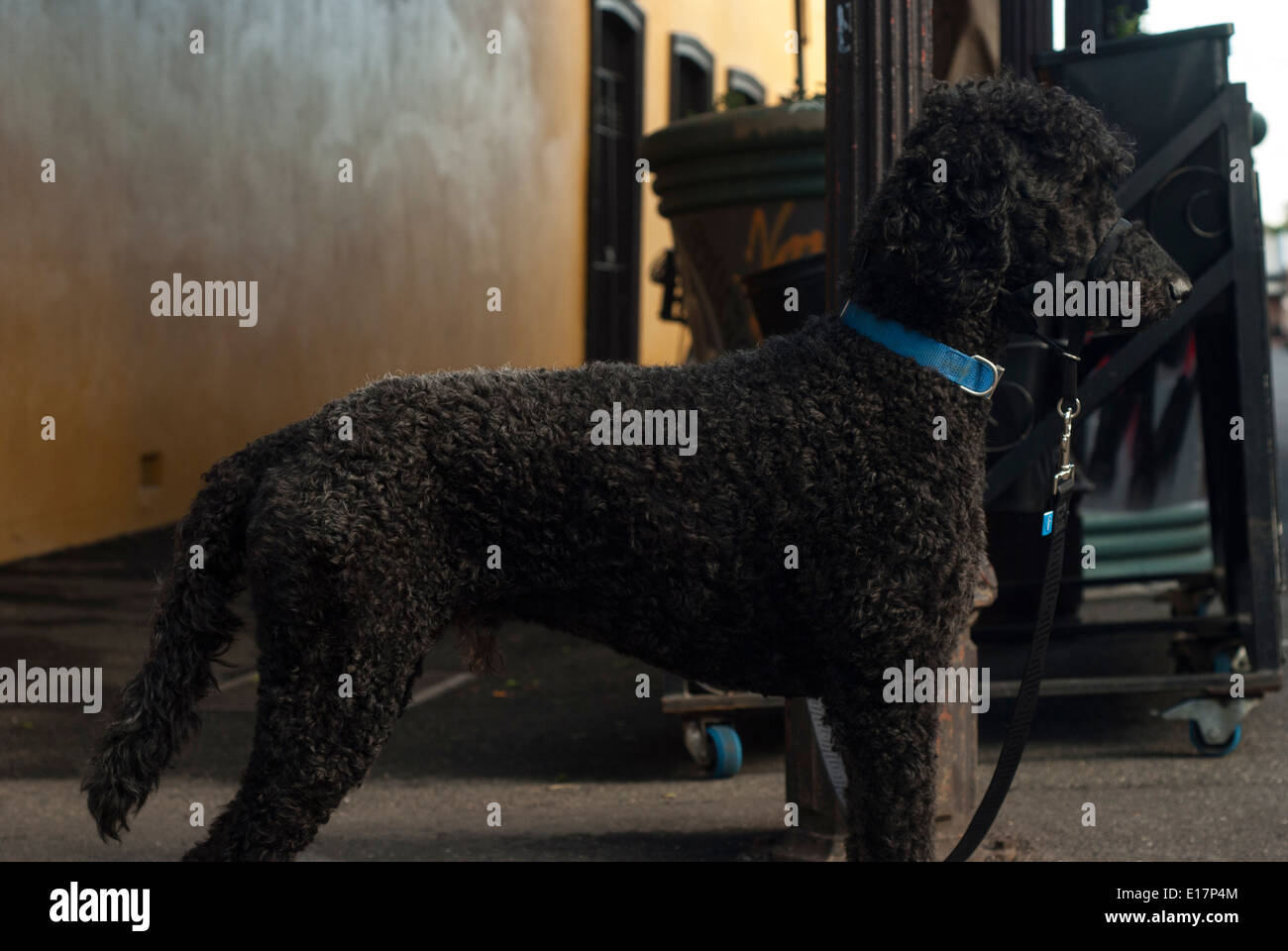 Cute Black Poodle Stock Photo - Alamy