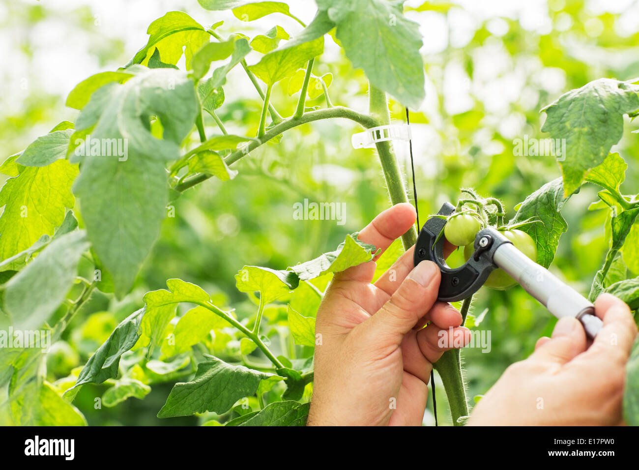 Botanist measuring small tomato with caliper in greenhouse Stock Photo