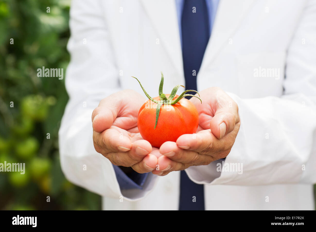 Botanist holding ripe tomato Stock Photo
