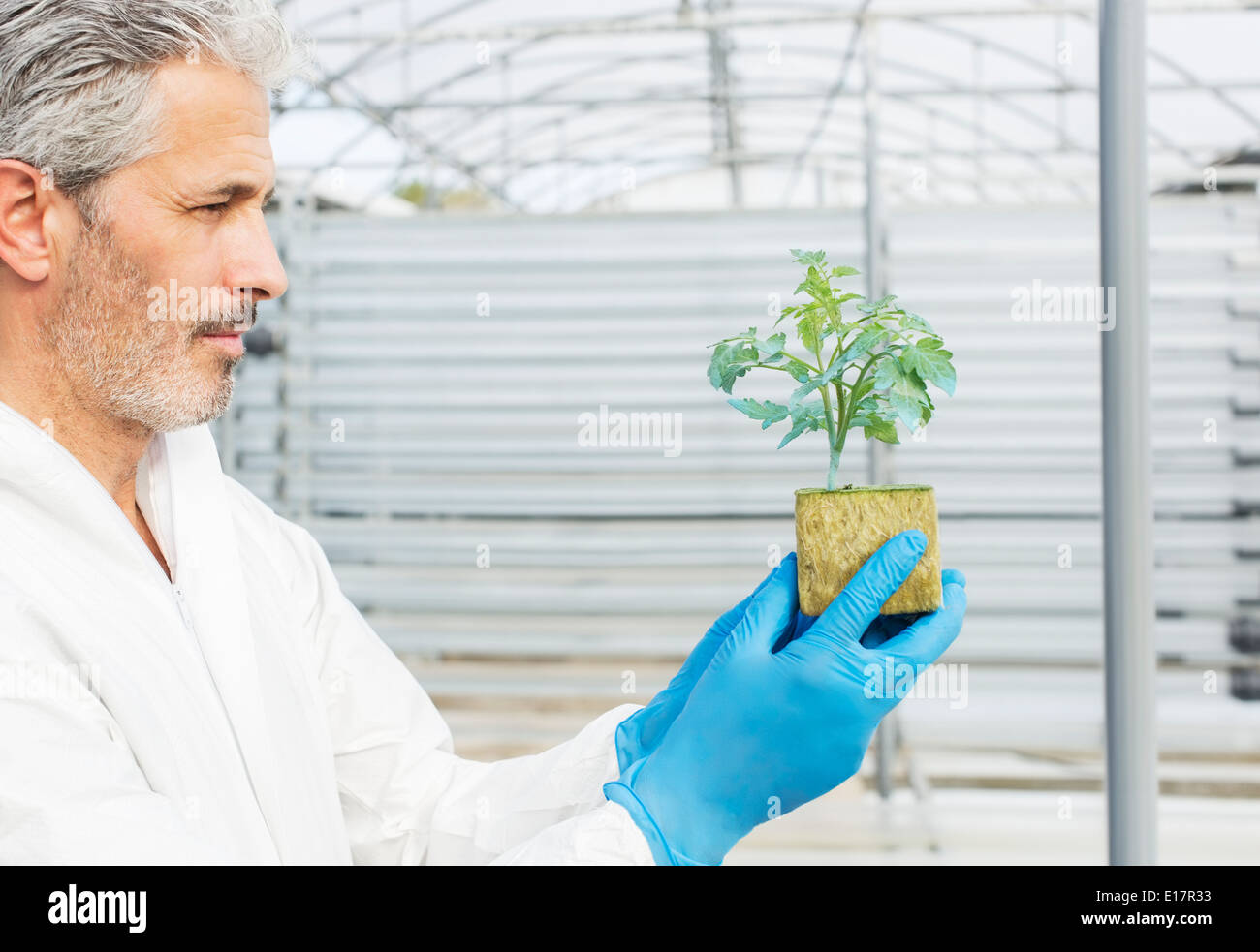 Botanist holding plant in greenhouse Stock Photo