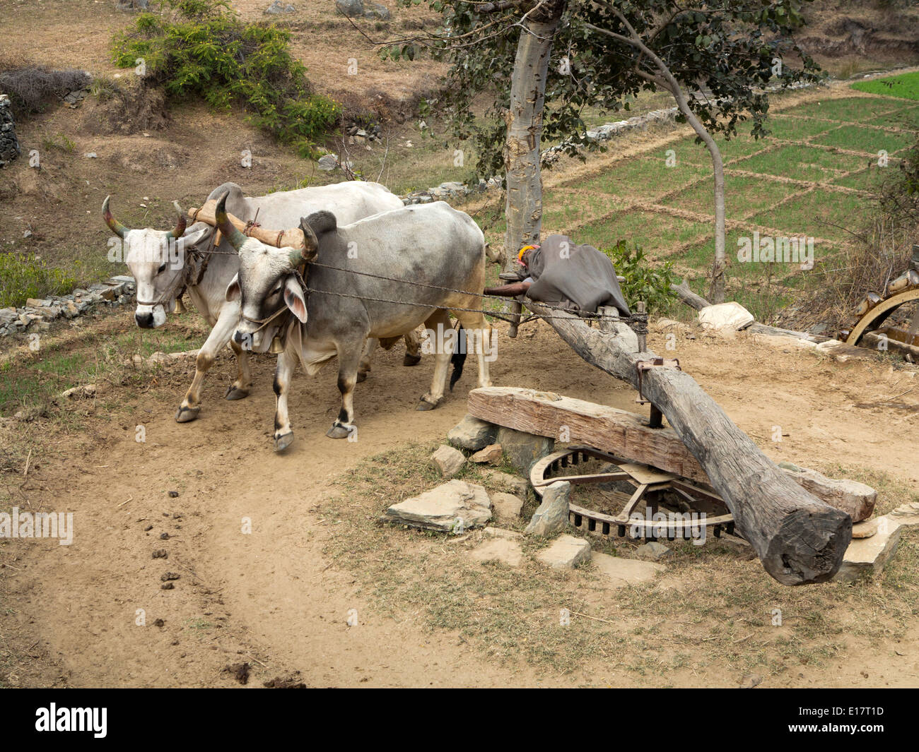 India, Rajasthan, Rajasthani farmer asleep on rehat bullock powered Persian araghatta wheel raising water Stock Photo