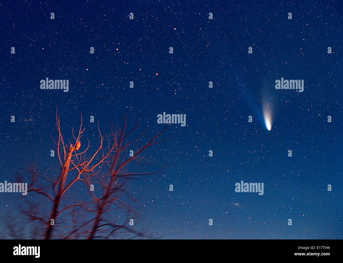 Comet Hale-Bopp with Owl March 21, 1997 early morning Kodak PJM-2 film Tracked exposure of about 3 minutes 28mm lens at f/2.8 Ow Stock Photo