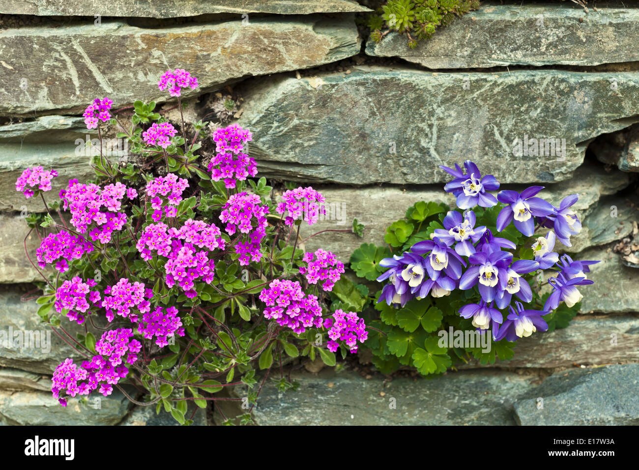 Pink Androsace Primrose Mariae and blue Pleone Orchid rockery flowers. Stock Photo