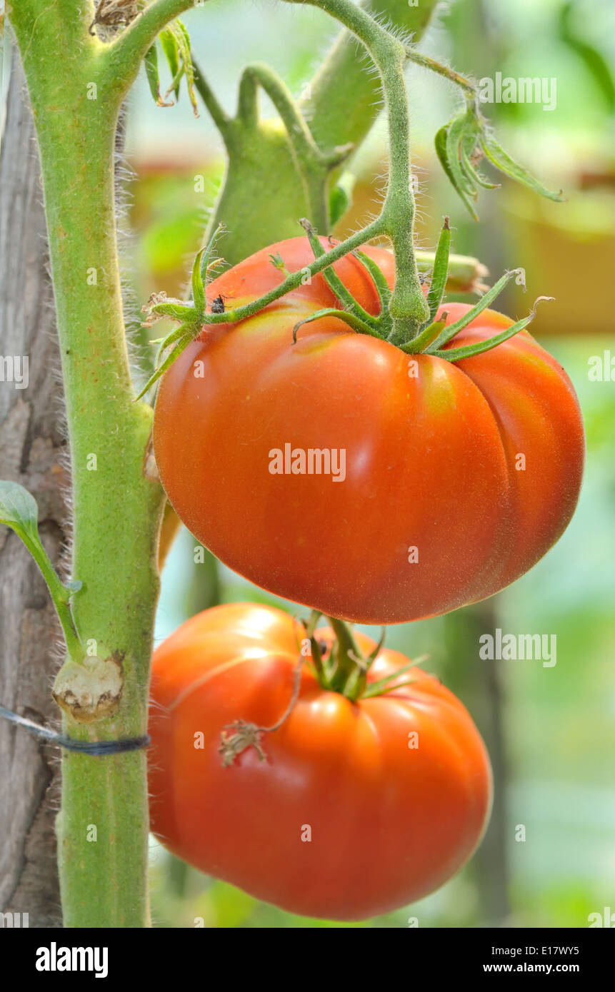 Details of Ripe garden tomatoes Stock Photo