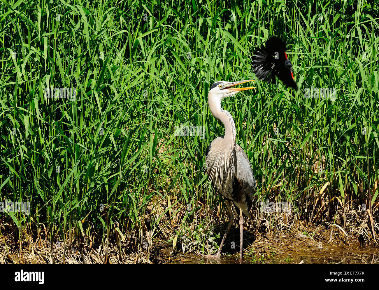 Great Blue Heron being attacked by Red-wing Blackbird  (Ardea hernias) Stock Photo