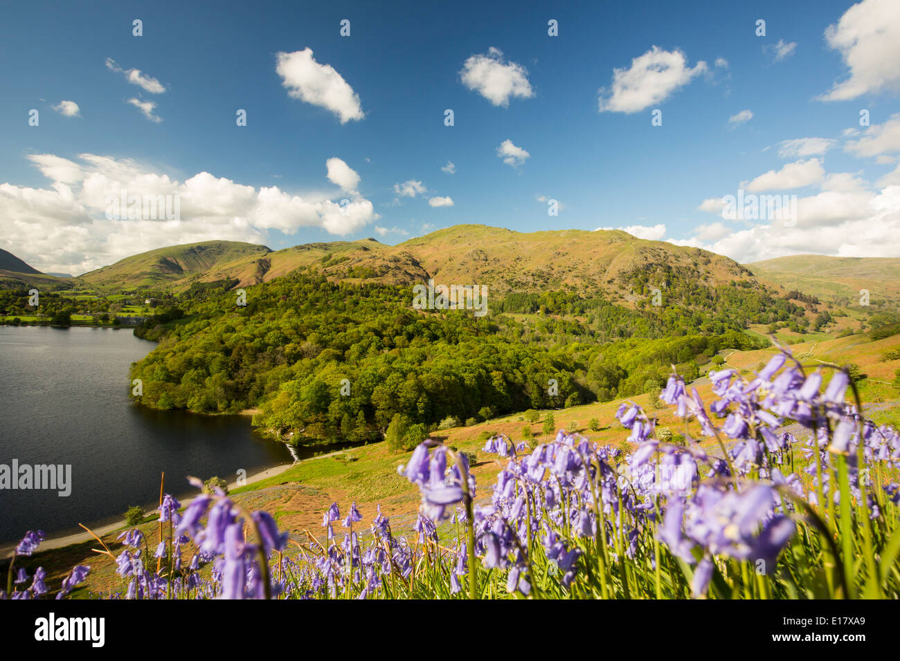 Bluebells lake district hires stock photography and images Alamy