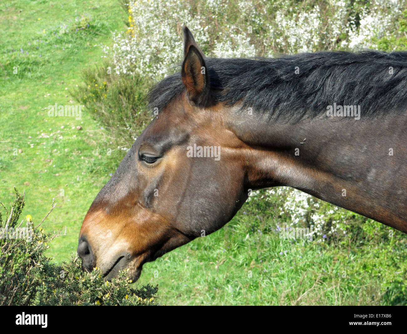 Horse eating gorse bush Stock Photo