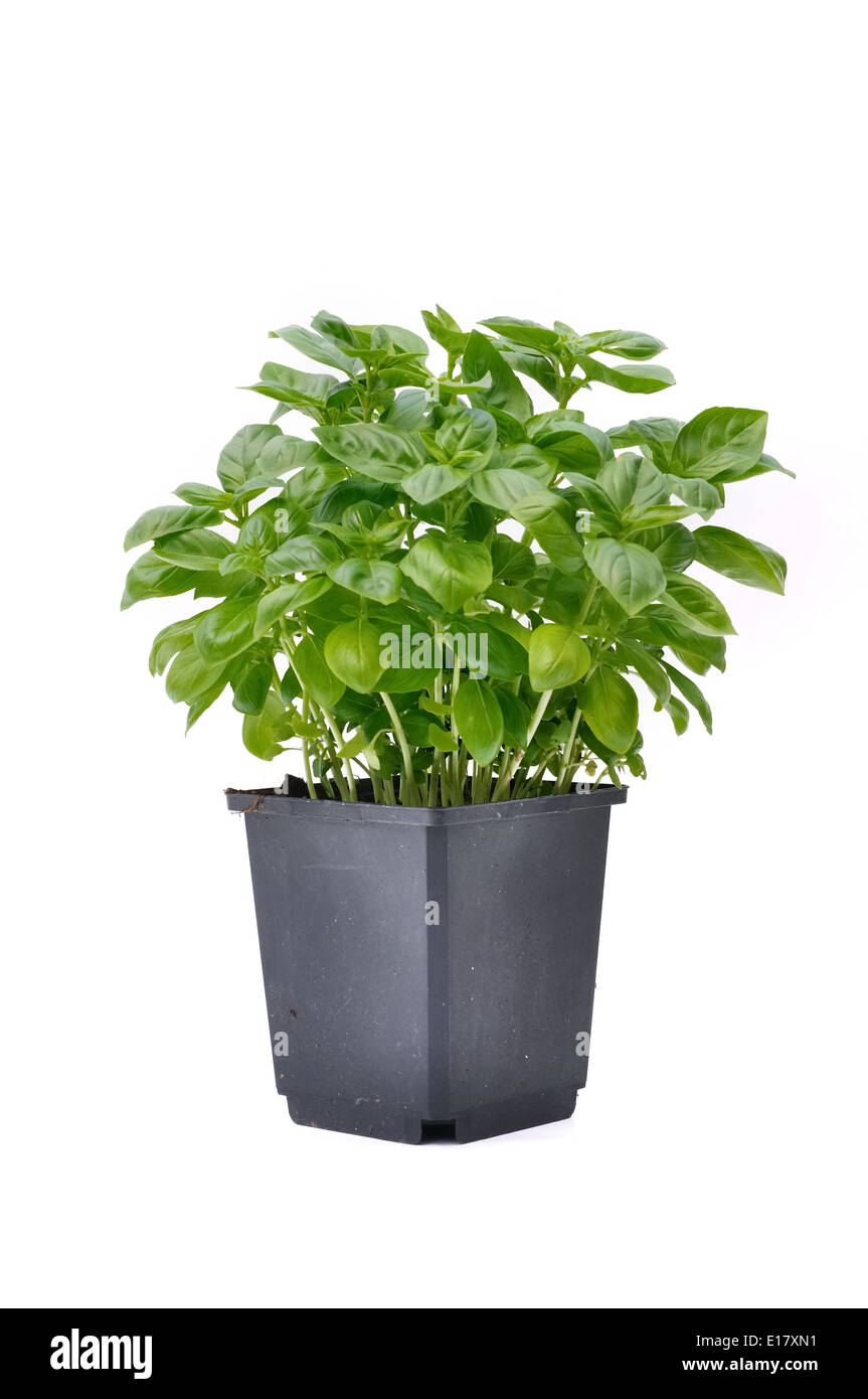 basil plant in pot isolated on white background Stock Photo