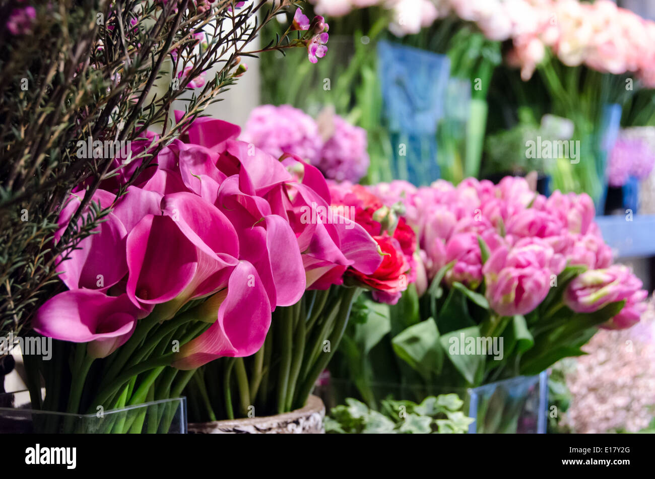 Fleurs wop hires stock photography and images Alamy