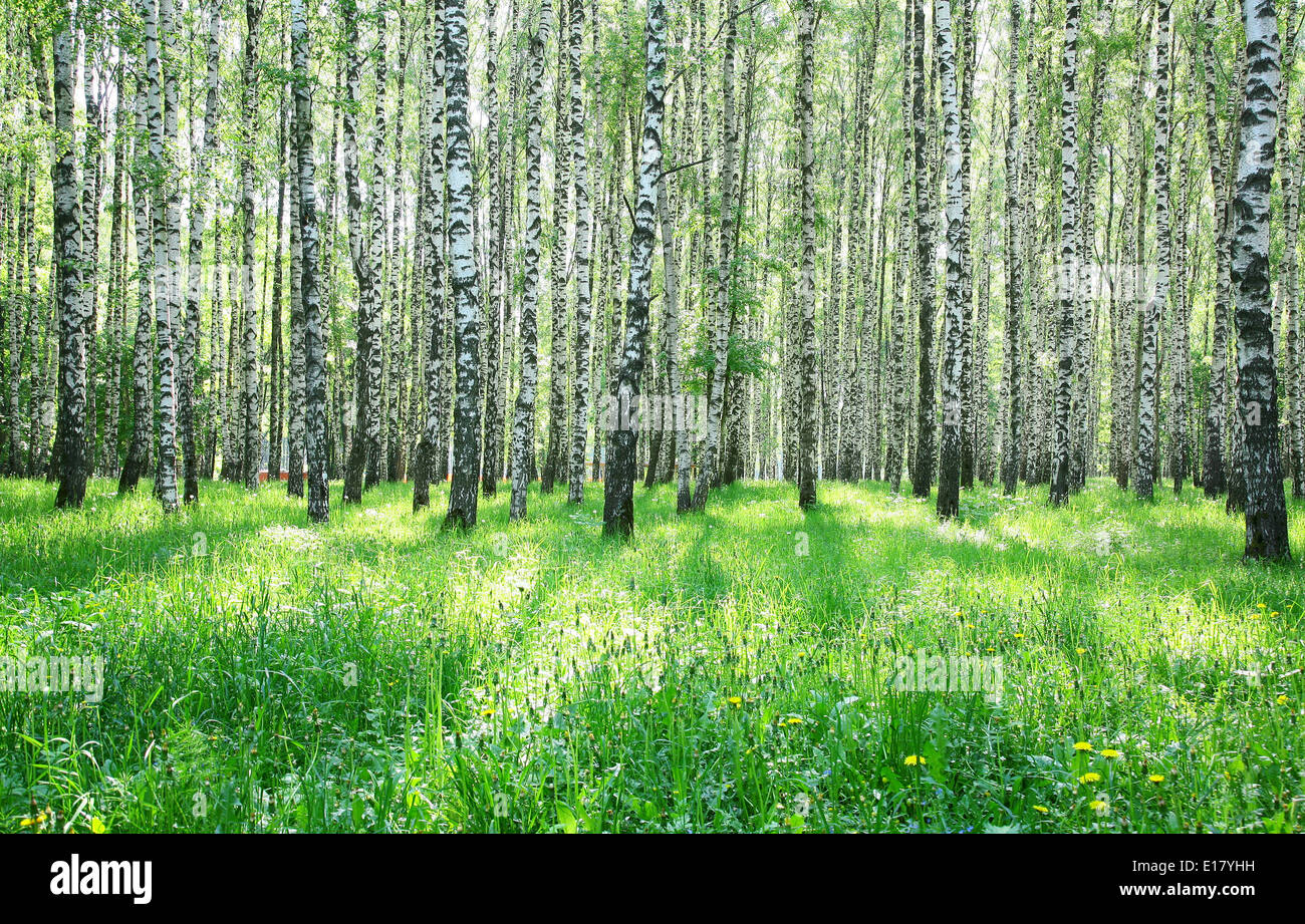 Sunny green grass and birch forest in the end of May Stock Photo