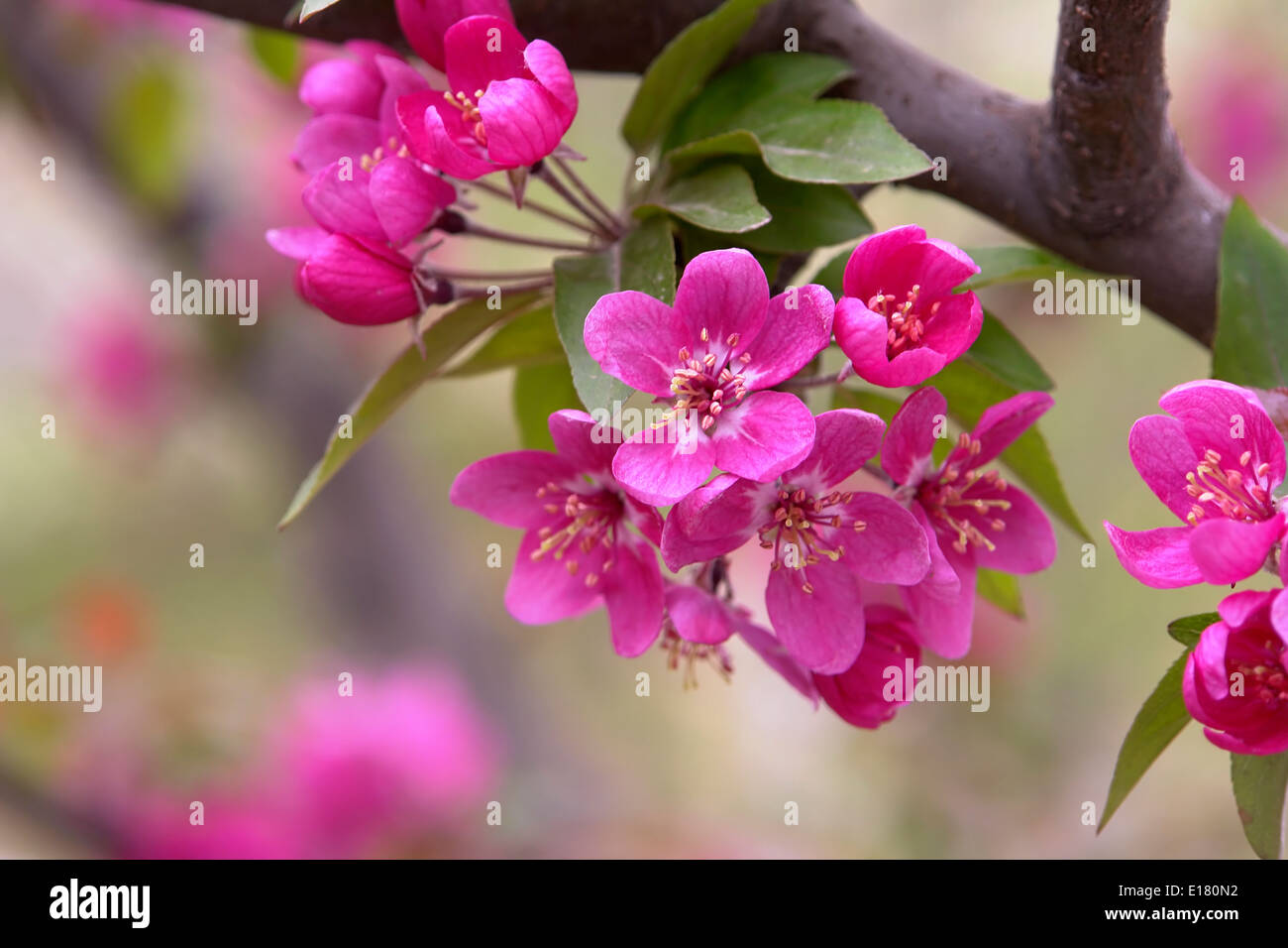 Horizontal pink cherry blossoms hi-res stock photography and images - Alamy