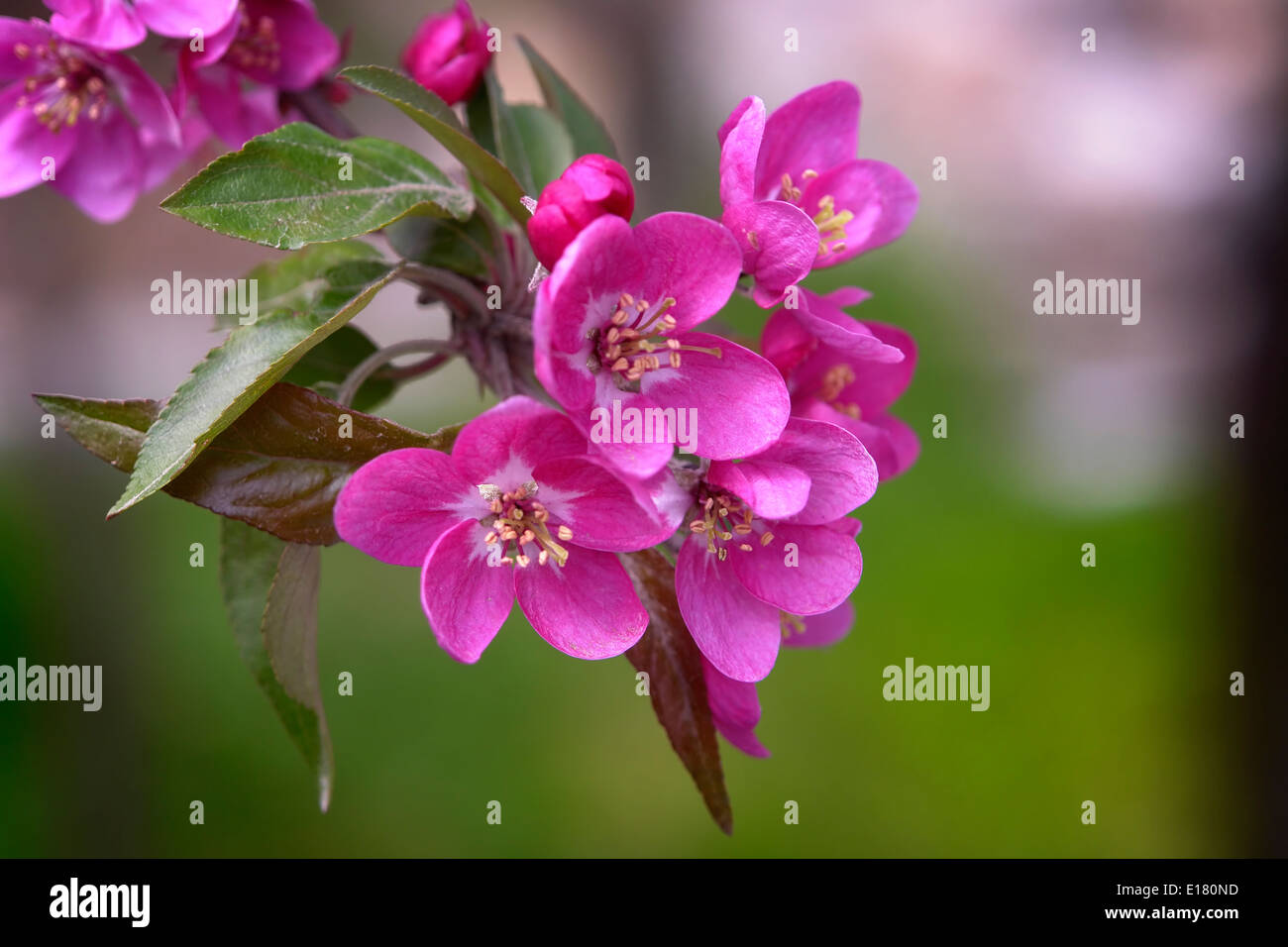 Horizontal pink cherry blossoms hi-res stock photography and images - Alamy