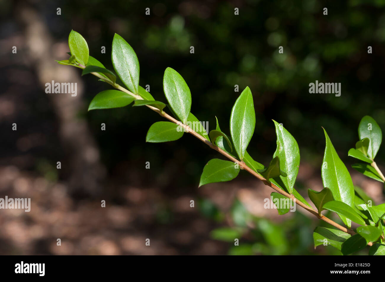 Leaves of Common Myrtle, Myrtus communis. It is native across the Mediterranean Region Stock Photo